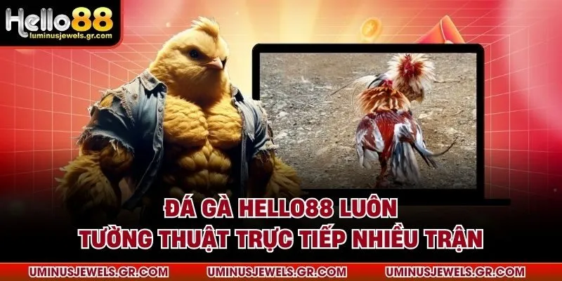 Đá gà HELLO88 luôn tường thuật trực tiếp nhiều trận
