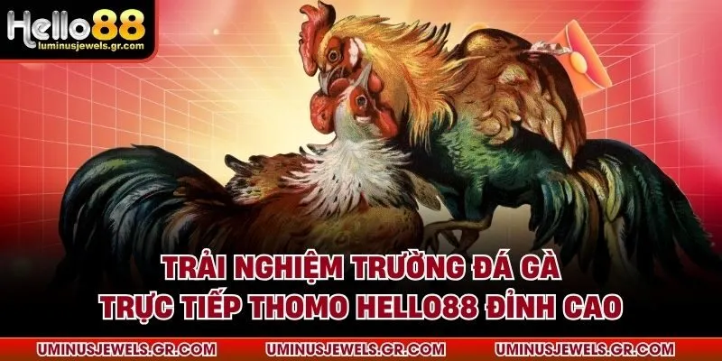 Đá gà trực tiếp thomo